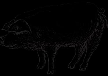 Chalk pig drawing at Mack's Shack Bbq
